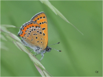 Blauschillernder_Feuerfalter_026.JPG