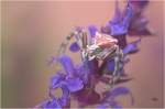 Blumenkrabbenspinne_026.JPG