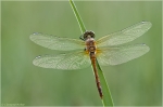 Blutrote_Heidelibelle_m2.jpg