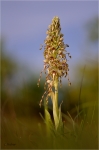 Bocks-Riemenzunge_019a.JPG