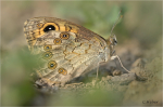 Braunauge_022.JPG