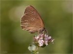 Brauner_Waldvogel.jpg