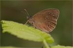 Brauner_Waldvogel_018.jpg