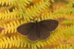 Brauner_Waldvogel_im_Adlerfarn.JPG