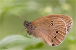 Brauner_Waldvogel_juno.JPG