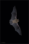 Breitfluegelfledermaus_1.JPG