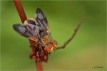 Breitfluegelige_Raupenfliege_m_020.jpg