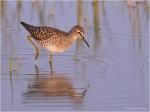 Bruchwasserlaeufer1.jpg