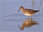 Bruchwasserlaeufer2.jpg