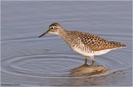 Bruchwasserlaeufer_4.jpg