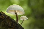 Buchenschleimruebling_022d.JPG