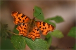 C-Falter_020.JPG