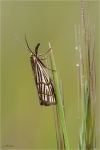 Chrysocrambus_craterellus.JPG