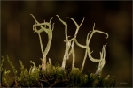 Cladonia_subulata_dunkel.JPG