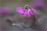 Cyclamen_coum1.jpg