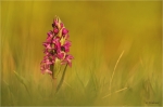 Dactyloriza_majalis_019.JPG