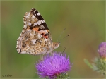 Distelfalter_019_G2.JPG