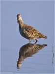 Dunkler_Wasserlaeufer3.jpg