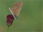 Dunkler_Wiesenknopf-Ameisenblaeuling_019c.JPG