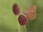 Dunkler_Wiesenknopf-Ameisenblaeuling_019e.jpg