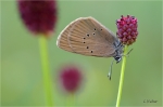 Dunkler_Wiesenknopf-Ameisenblaeuling_020.JPG