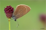 Dunkler_Wiesenknopf-Ameisenblaeuling_020a.JPG