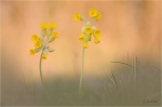 Echte_Schluesselblume_020.JPG