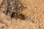 Efeu-Seidenbiene_vor_Brutroehre.JPG