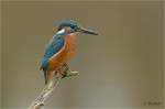 Eisvogel_m022c.JPG