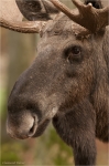Elch_Portrait.jpg