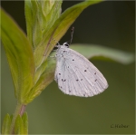 Faulbaumblaeuling018.jpg