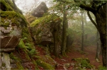 Felsen_und_Rotbuchen_im_Hunsrueck.JPG