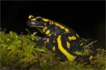 Feuersalamander.JPG