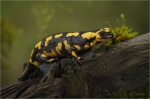 Feuersalamander_021.JPG