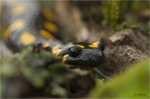 Feuersalamander_maerz_17.JPG