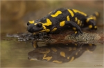 Feuersalamander_w1.JPG