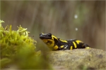 Feuersalamander_w7.JPG