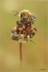 Filzbindige_Seidenbienen.JPG