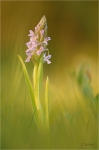 Fleischfarbenes_Knabenkraut_rosea.jpg