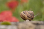 Franzoesische_Weinbergschnecke_1.jpg