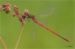 Fruehe_Adonislibelle_m020.JPG