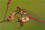 Fruehe_Adonislibelle_m_020.JPG
