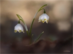 Fruehlingsknotenblume1.JPG