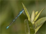 Gabel-Azurjungfer_m2.jpg