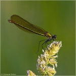 Gebaenderte_Prachtlibelle_w.jpg