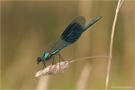 Gebaenderte_Prachtlibelle~0.JPG