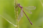 Glaenzende_Binsenjungfer_w020.JPG