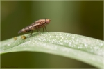 Grasfliege2C_Opomyzidae.jpg