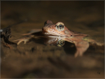 Grasfrosch_026.JPG