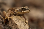 Grasfrosch_jung.JPG